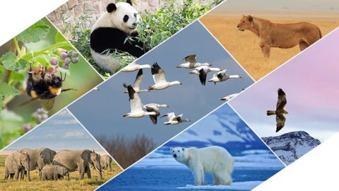 UNkulunkulu futhi wabekela izinyoni nezilwane, izinhlanzi, izinambuzane, nazo zonke izitshalo imingcele